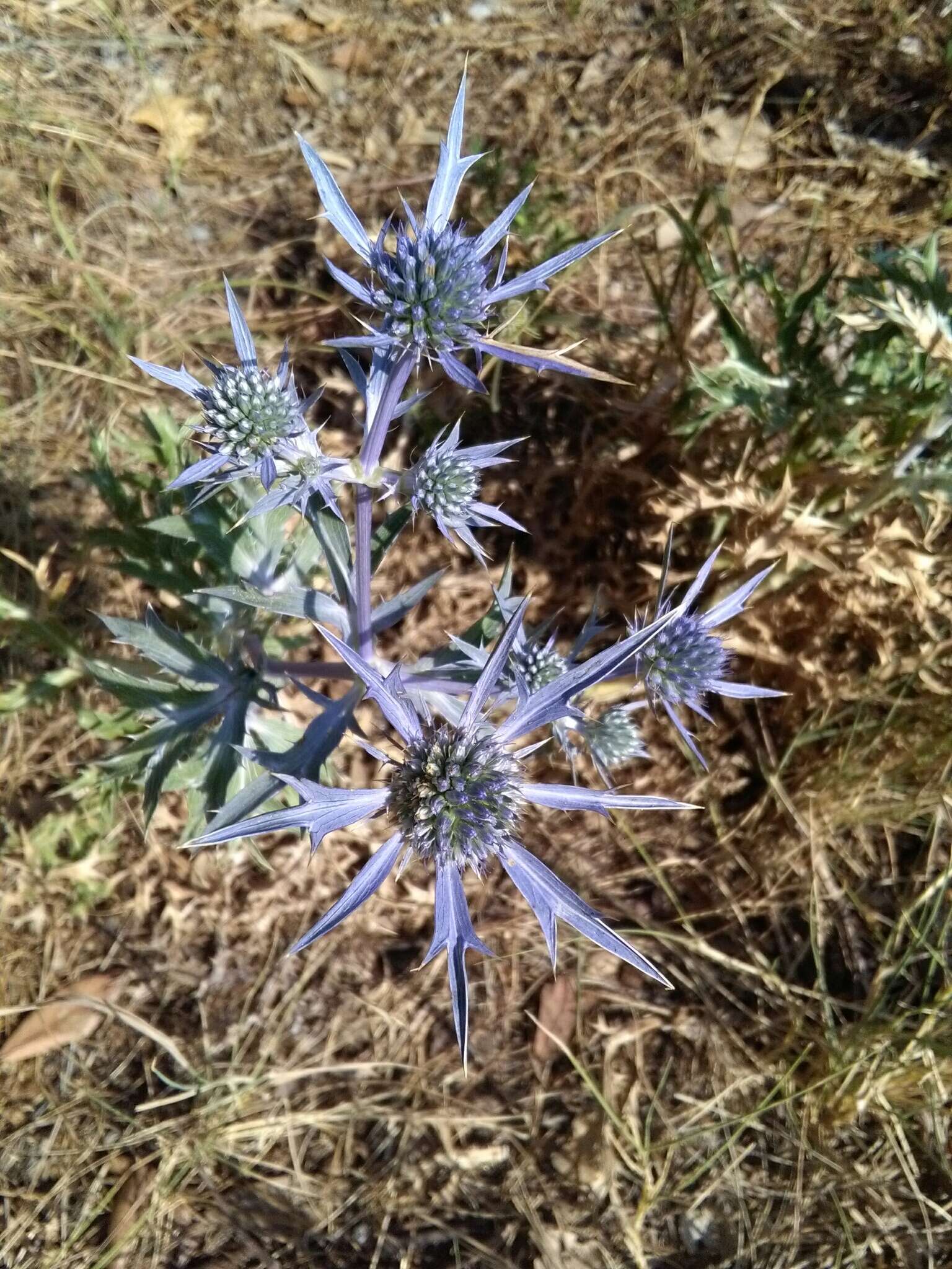 Eryngium amethystinum L. resmi