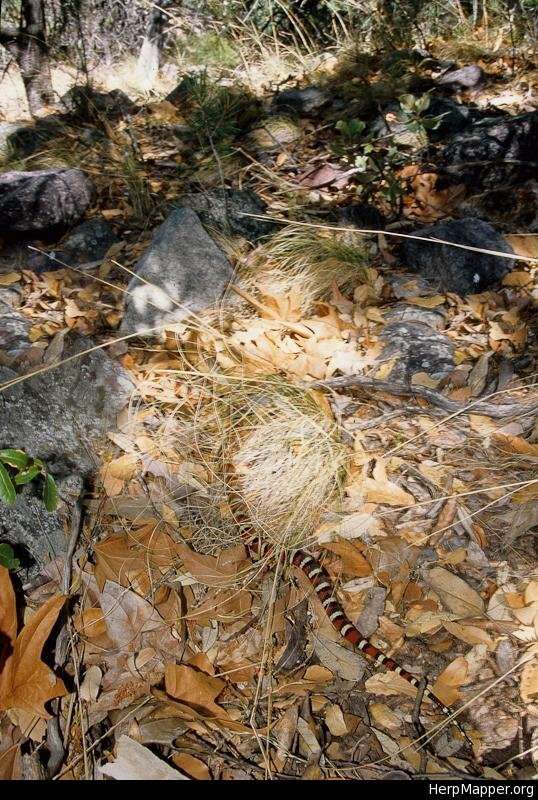 Image of Arizona Mountain Kingsnake