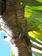 Image of Reunion Island ornate day gecko