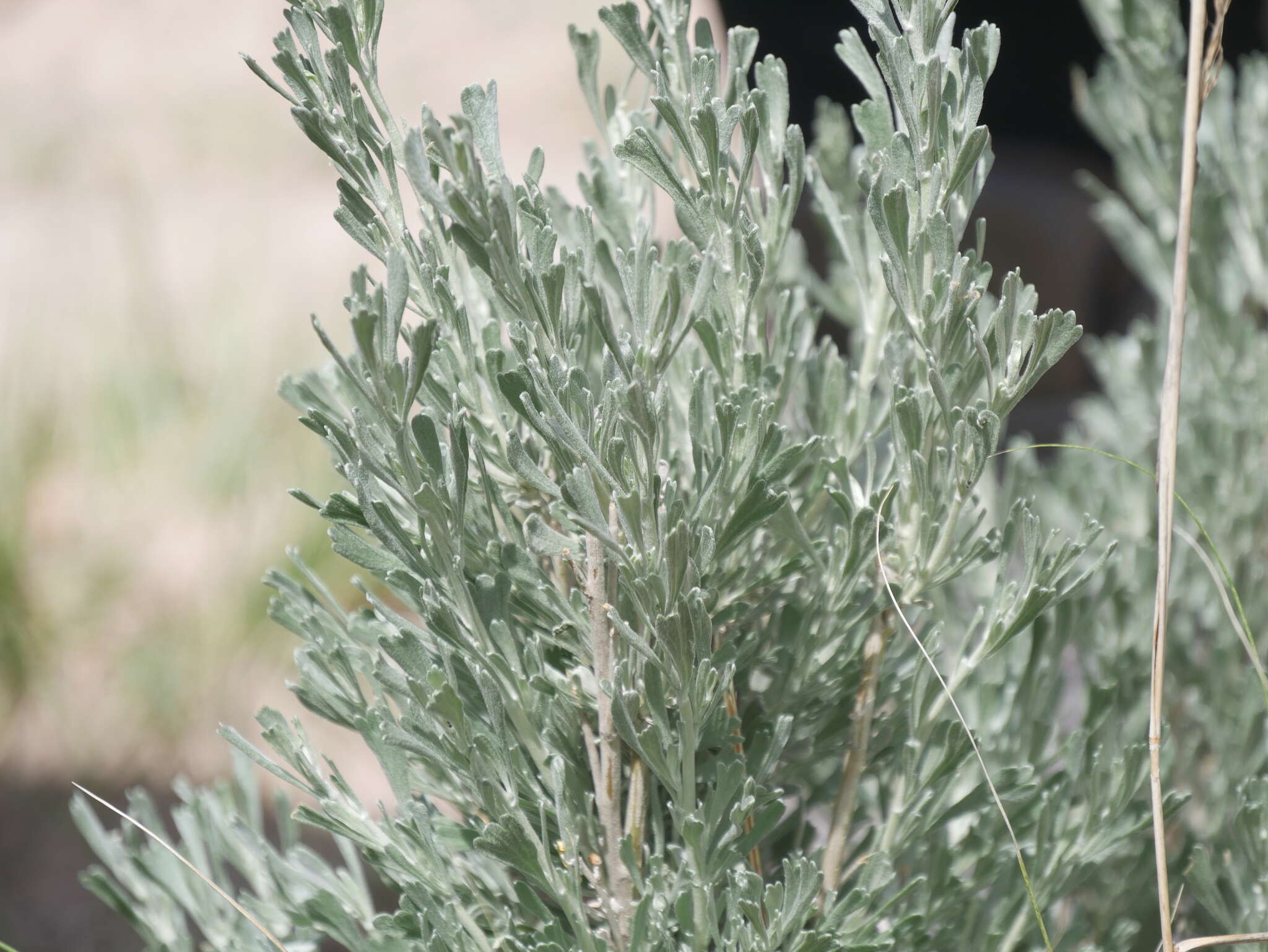 Imagem de Artemisia tridentata subsp. wyomingensis Beetle & Young