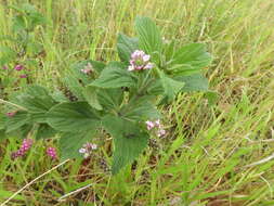 Image of threeleaf shrubverbena