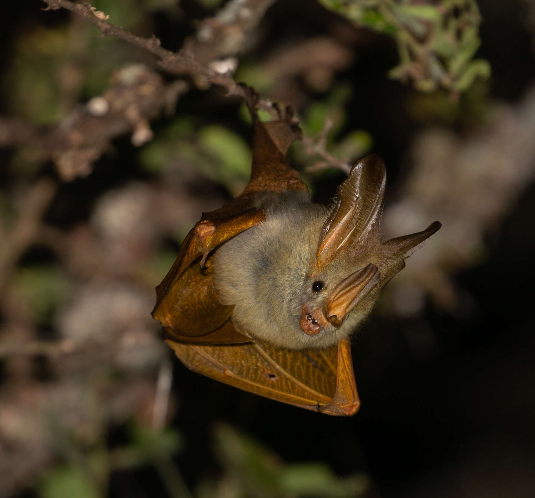 yellow winged bat