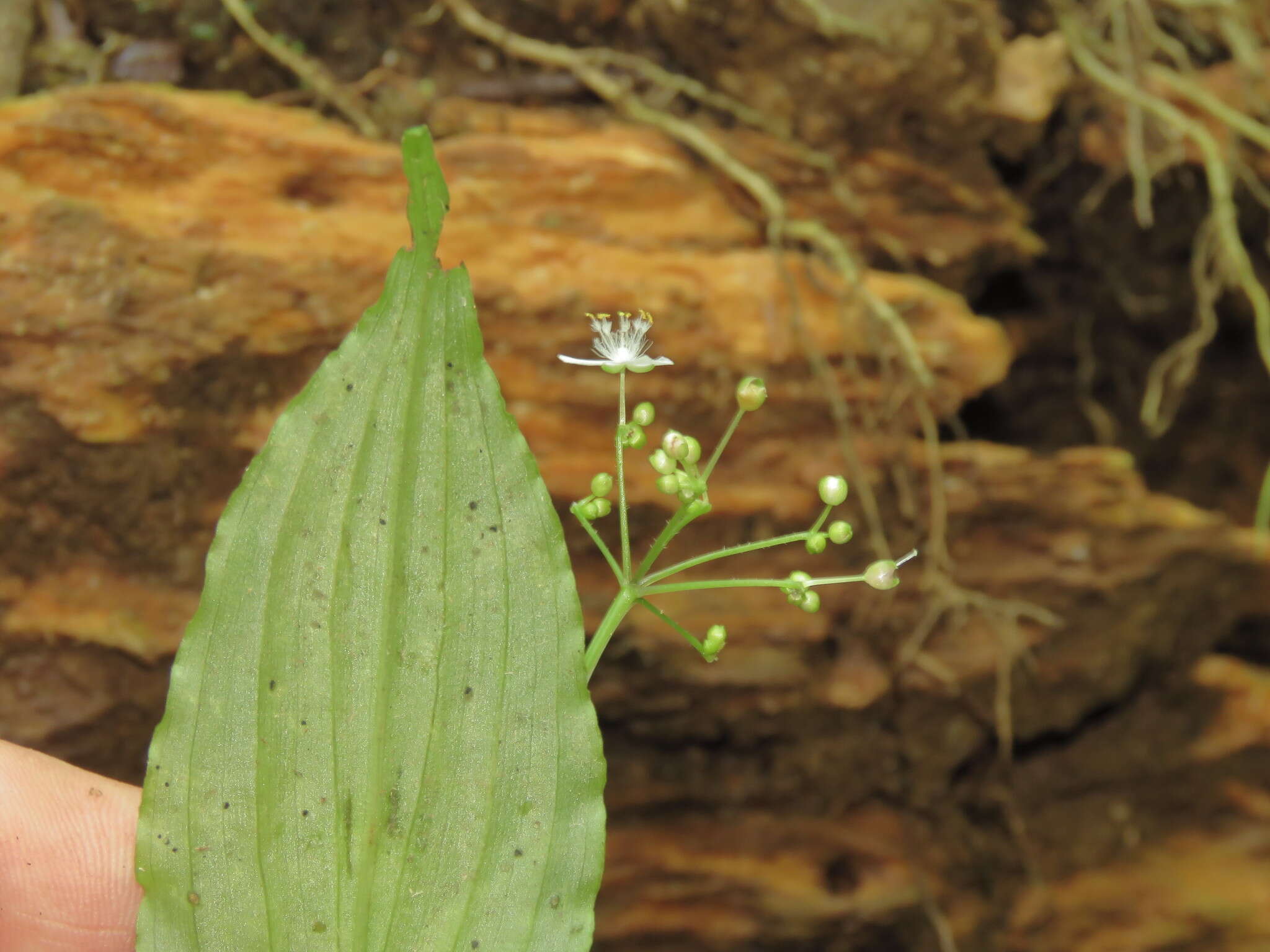 Image of Gibasis oaxacana D. R. Hunt