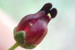 Imagem de Scrophularia atrata Pennell