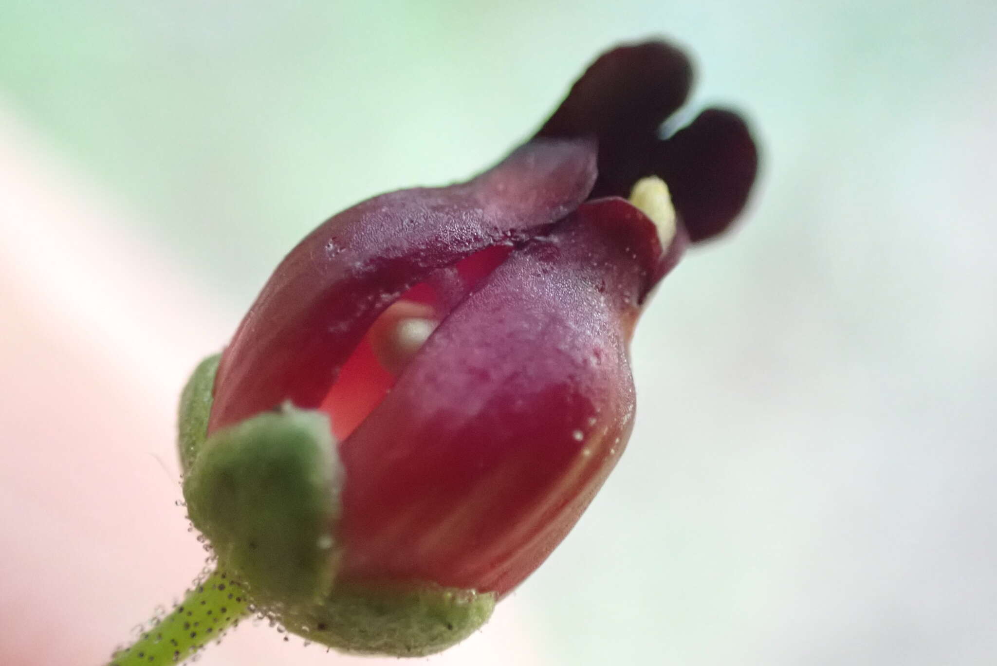 Image of Black-Flower Figwort