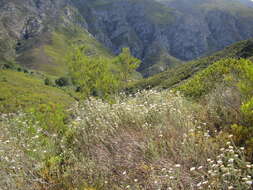 Image of Metalasia eburnea Bengtson & P. O. Karis