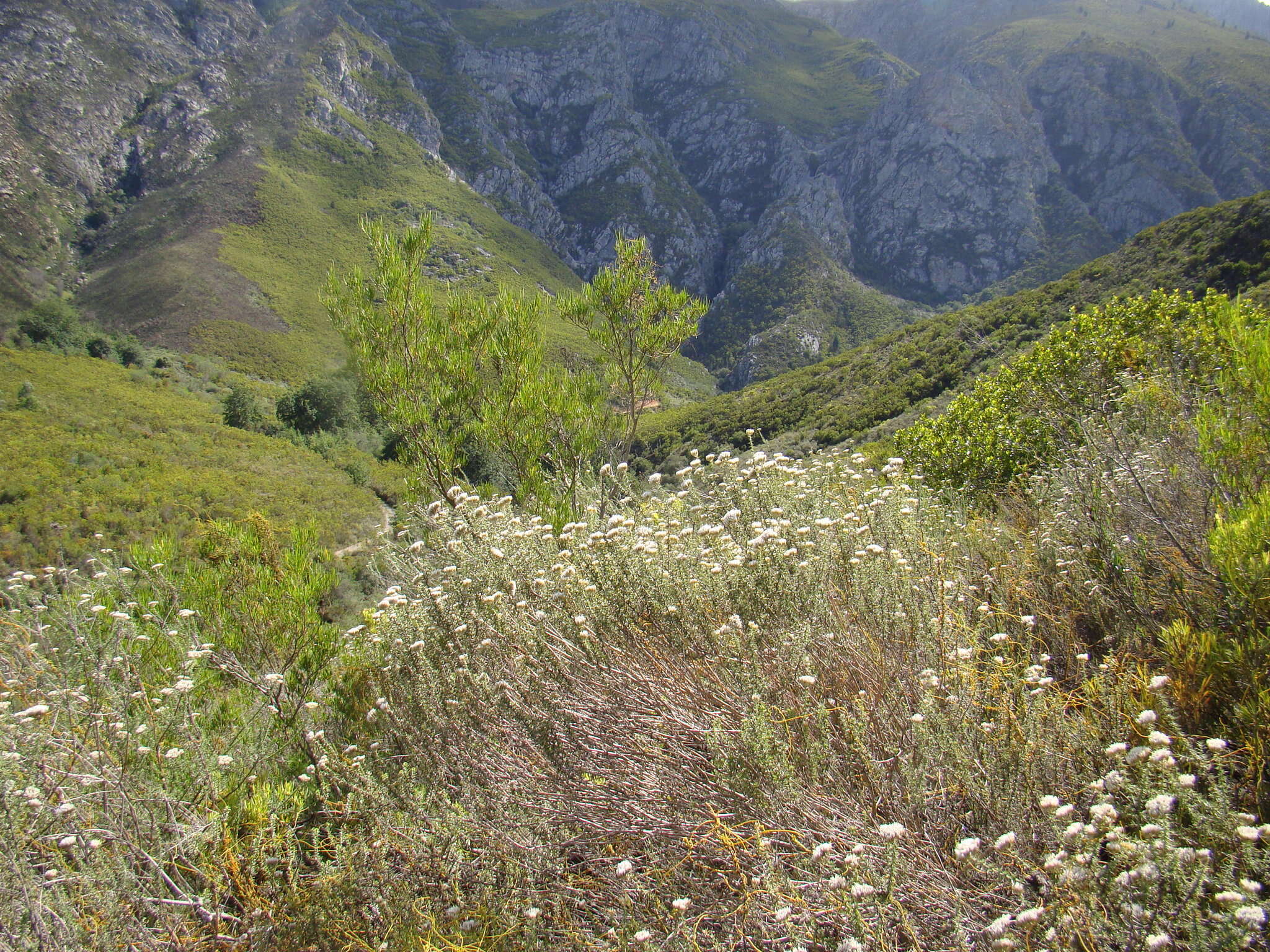 Image of Metalasia eburnea Bengtson & P. O. Karis