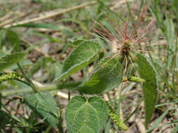 Image of Heart-leaved Brooms and Brushes