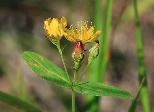 Imagem de Hypericum erectum C. P. Thunberg ex A. Murray