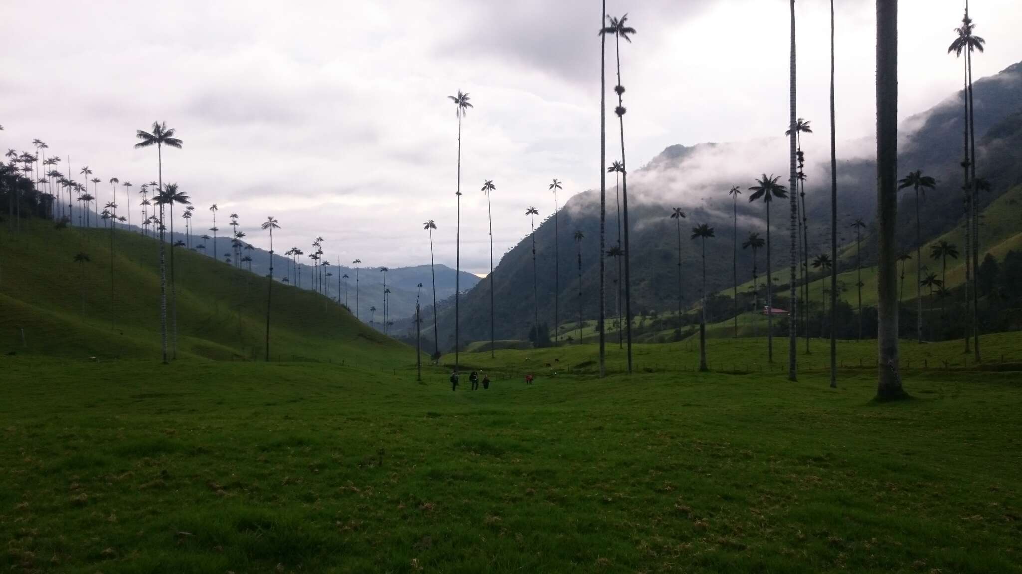 Image of Wax palm