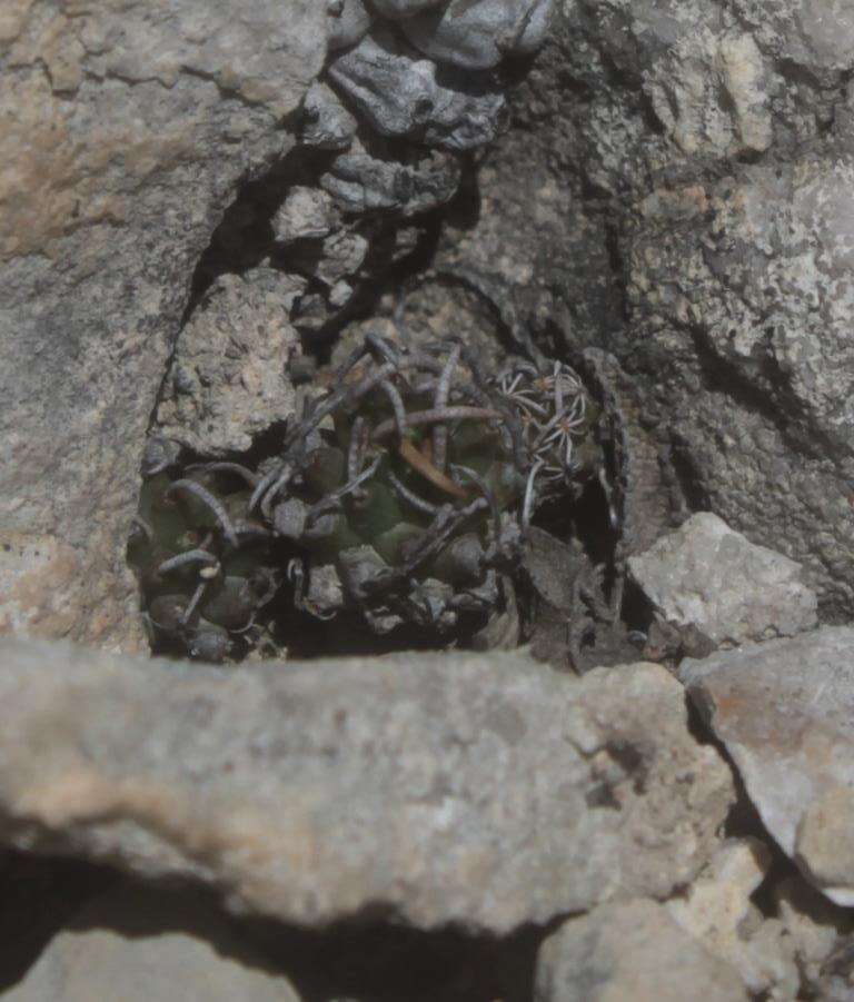 Image of Turbinicarpus schmiedickeanus subsp. andersonii Mosco