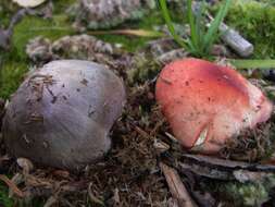 Image of Tricholoma pullum Ovrebo 1989