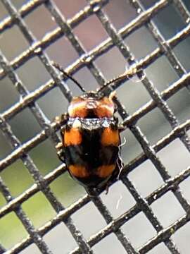 Слика од Mycetina perpulchra (Newman 1838)