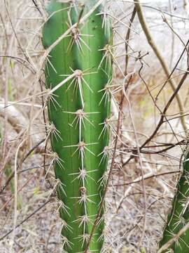 Image of Praecereus euchlorus subsp. diffusus (Britton & Rose) N. P. Taylor