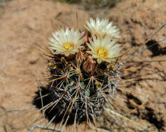 Image of Coryphantha clavata (Scheidw.) Backeb.