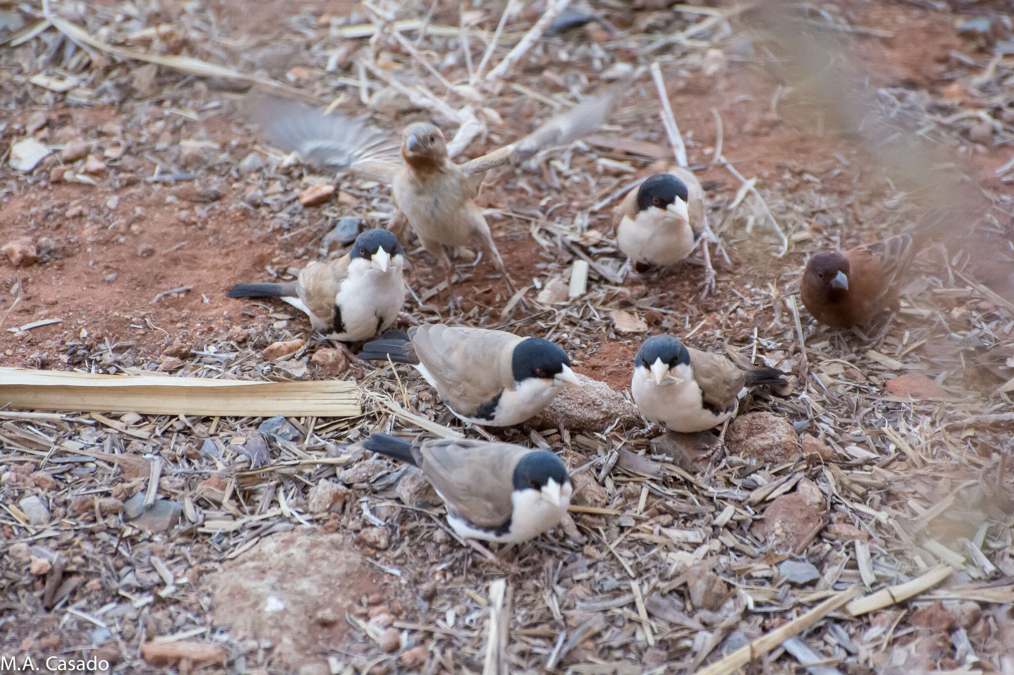 Image of Black-capped Social Weaver