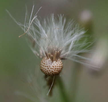 Image of Blumea saxatilis Zoll. & Mor.