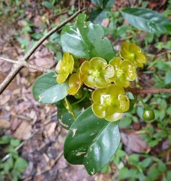 Image of Salacia zenkeri Loes.