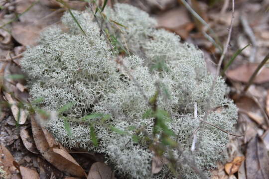 Image de Cladonia evansii Abbayes