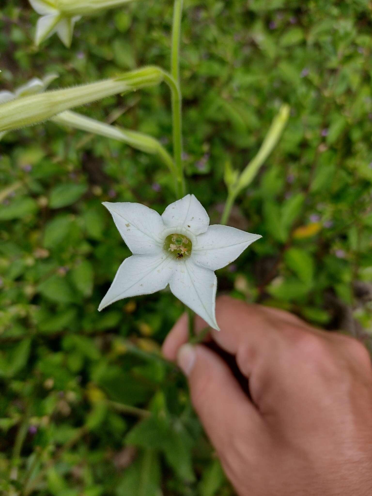 Image of jasmine tobacco