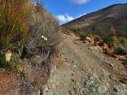 Image of Gentianella stellata Glenny