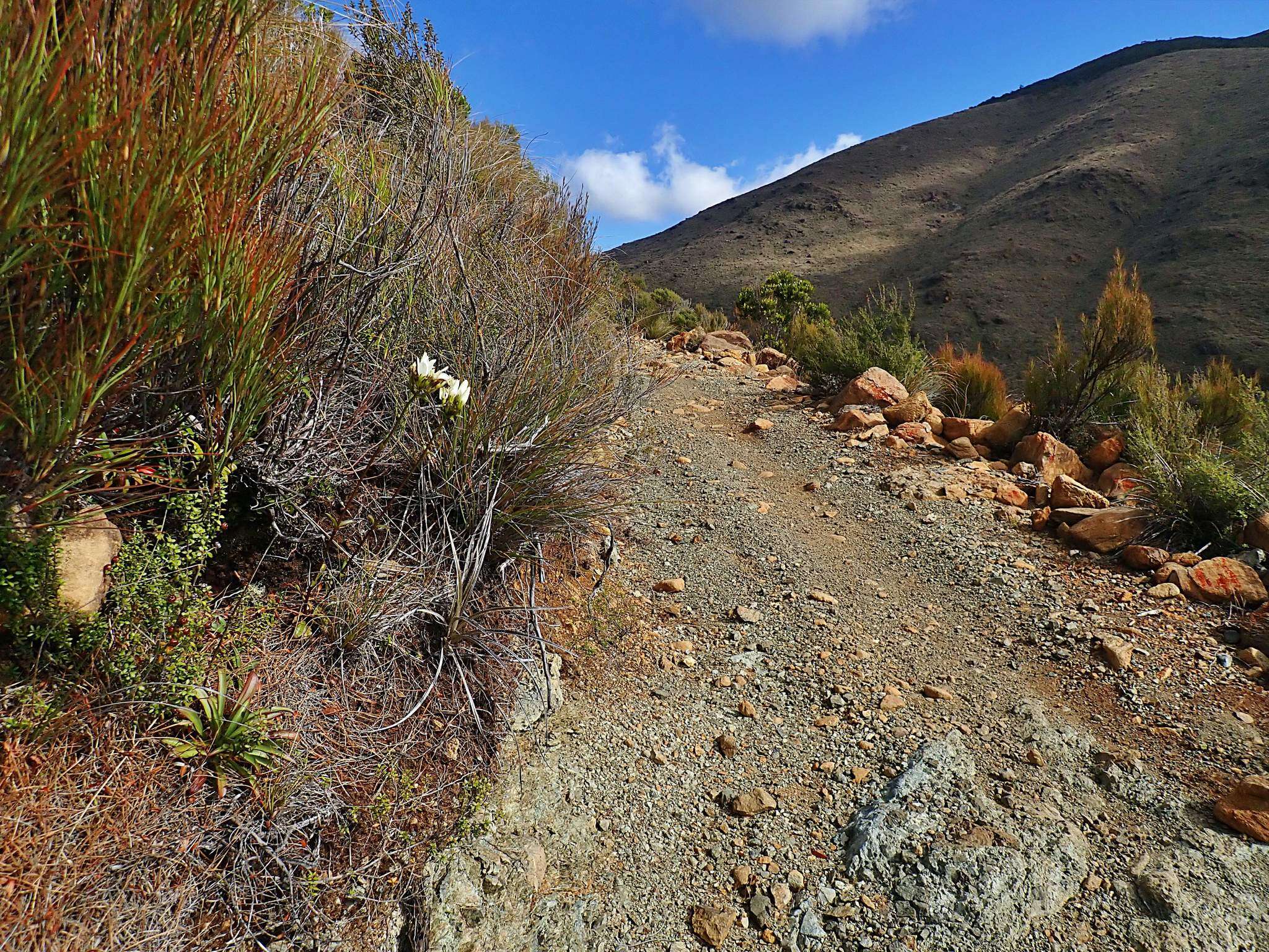 Image of Gentianella stellata Glenny