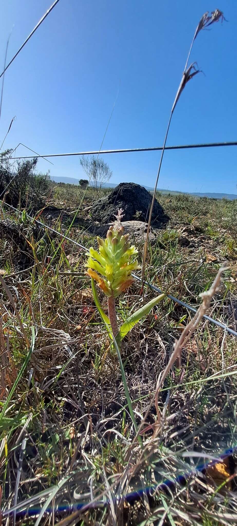 Image of Lachenalia orchioides (L.) Aiton