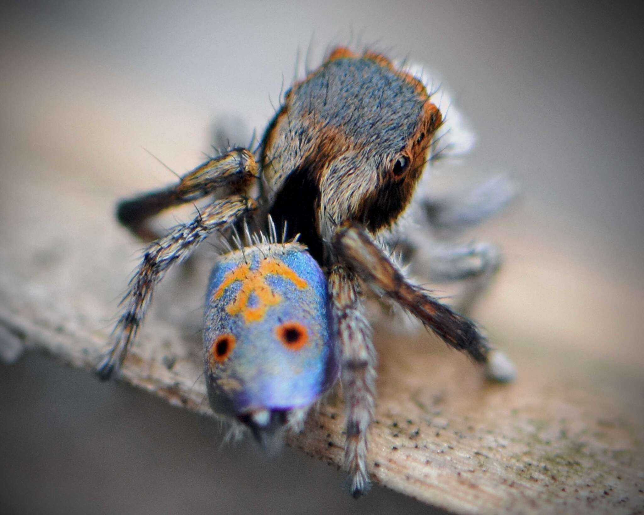 Image of Maratus vultus Otto & Hill 2016