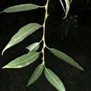 Image of <i>Salix speciosa</i>