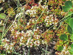 Image of Thread Stonecrop