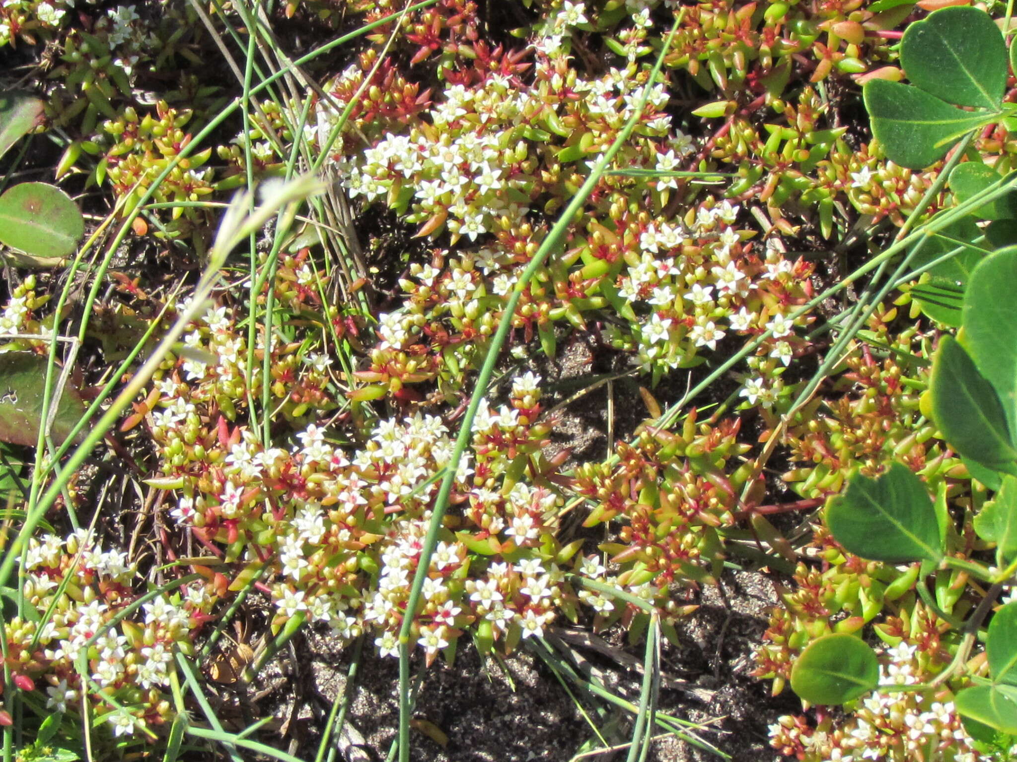Image of Crassula expansa subsp. filicaulis (Haw.) Tölken