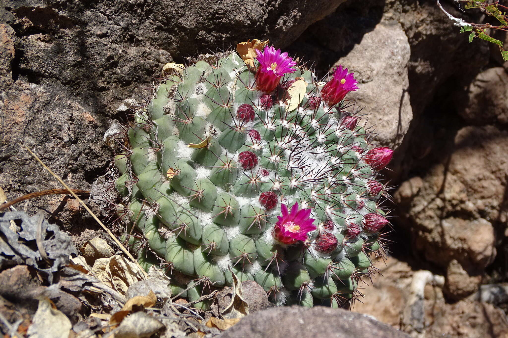 Image of Mammillaria sonorensis R. T. Craig