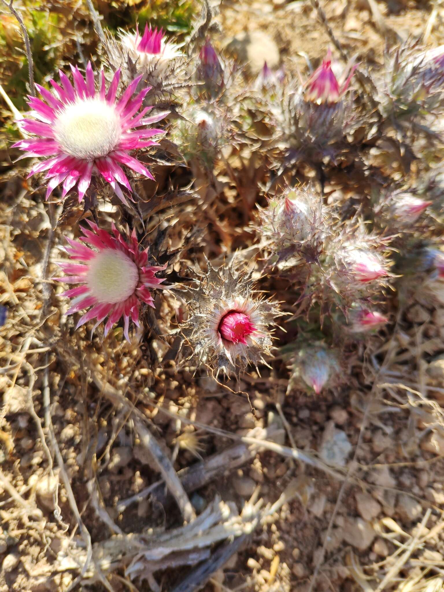 Image of Carlina pygmaea (Post) Holmboe