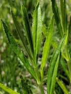 Image of obedient plant