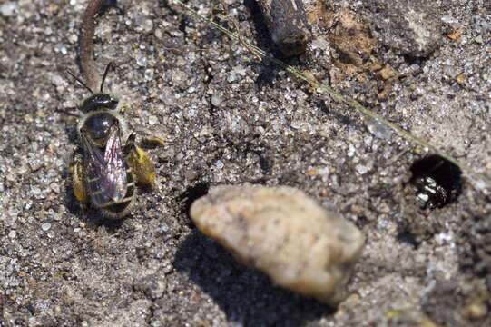 Image of Calliopsis andreniformis Smith 1853