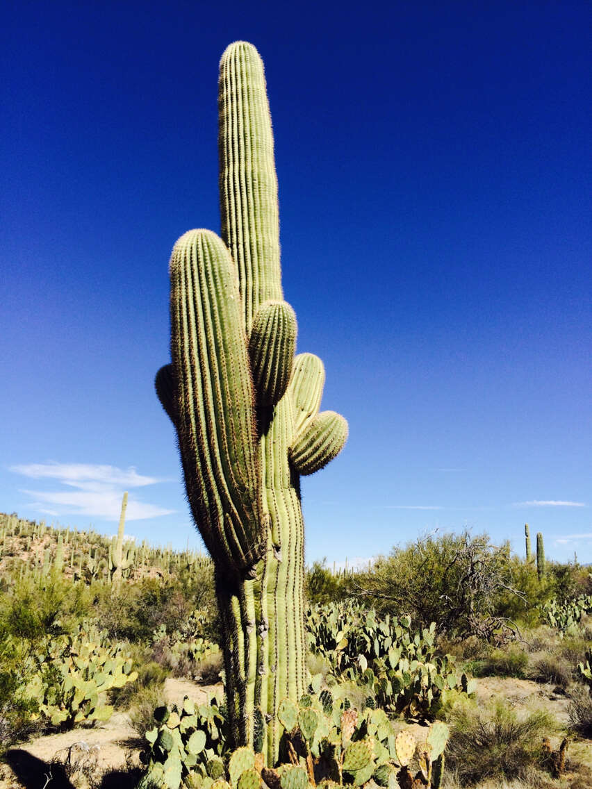 Image of saguaro