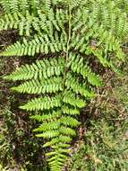 Image of decomposition brackenfern