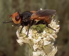 Melanosoma bicolor (Meigen 1824)的圖片