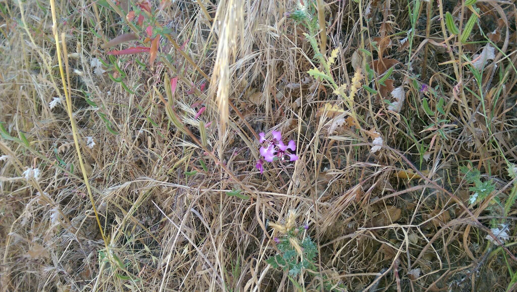 Image of elegant clarkia