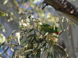 Image of Little Lorikeet