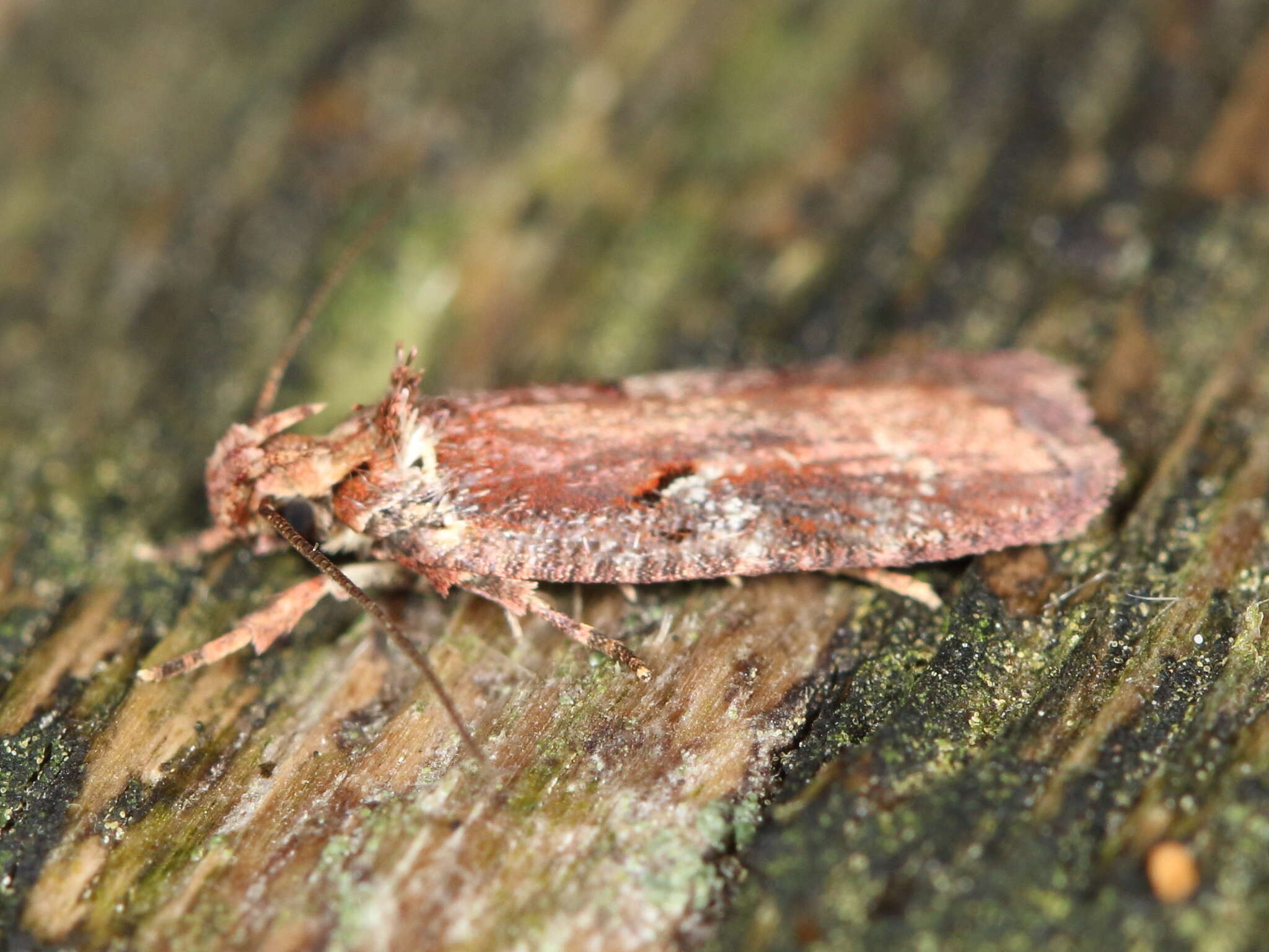 Image of Agonopterix lythrella Walsingham 1889