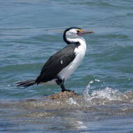 Image of Phalacrocorax varius hypoleucos (Brandt & JF 1837)