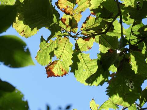 Image of Basket Oak