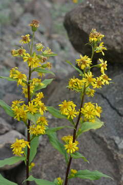 Image de Solidago virgaurea subsp. lapponica (With.) N. N. Tzvel.