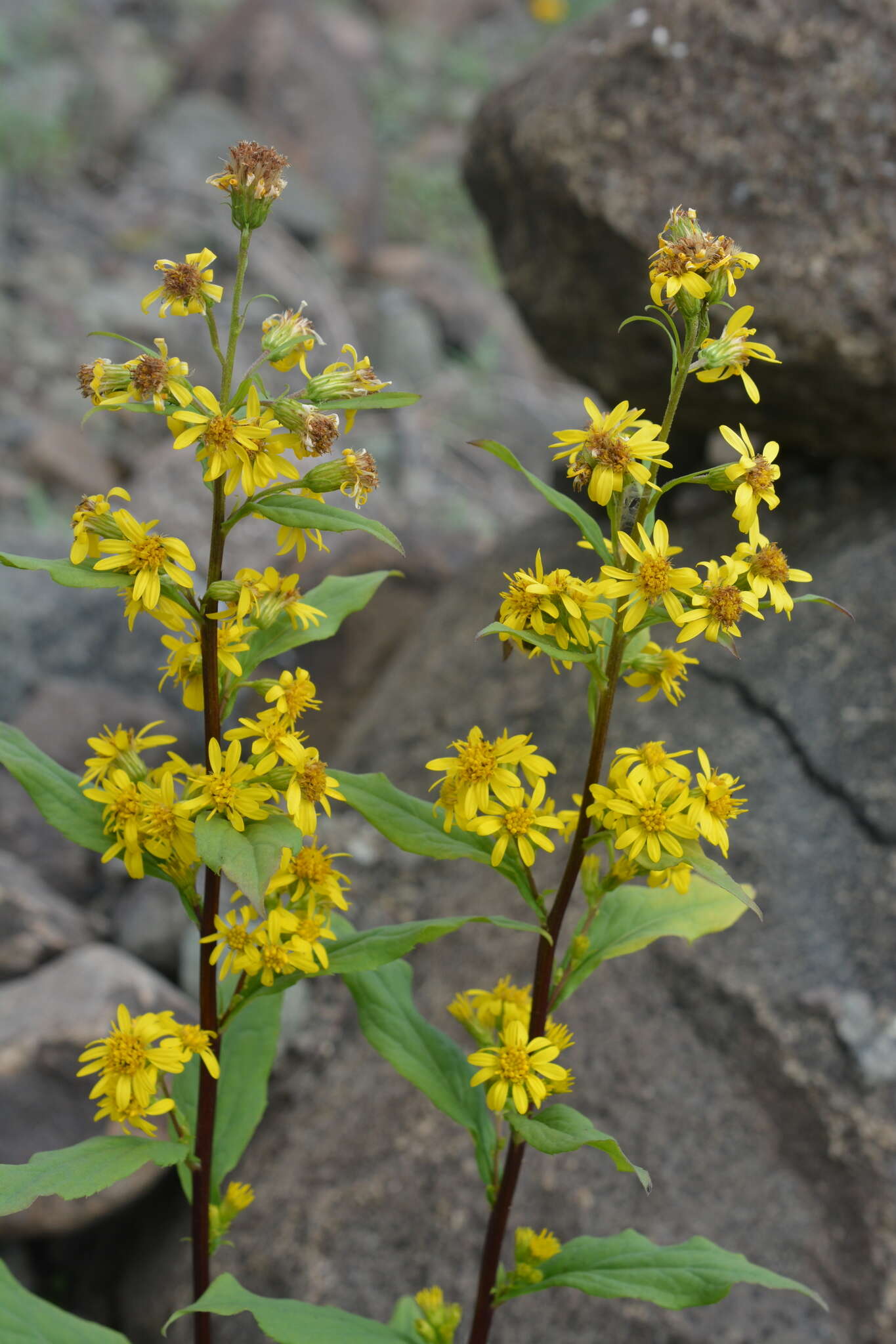 Plancia ëd Solidago virgaurea subsp. lapponica (With.) N. N. Tzvel.