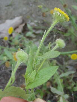 Pulicaria scabra (Thunb.) Druce resmi