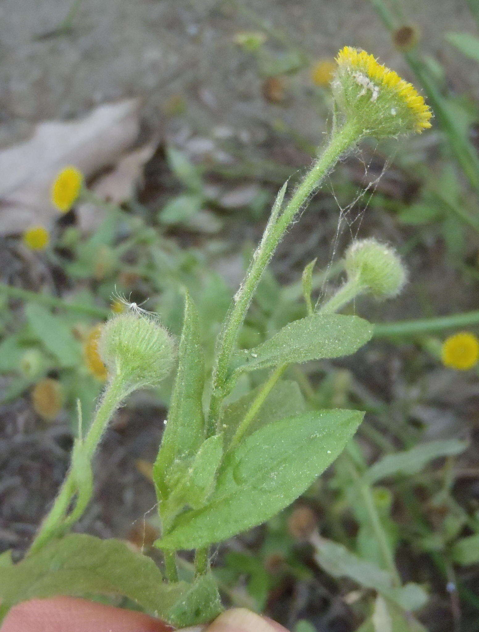 Imagem de Pulicaria scabra (Thunb.) Druce