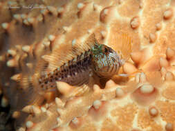 Image of Seaweed Blenny