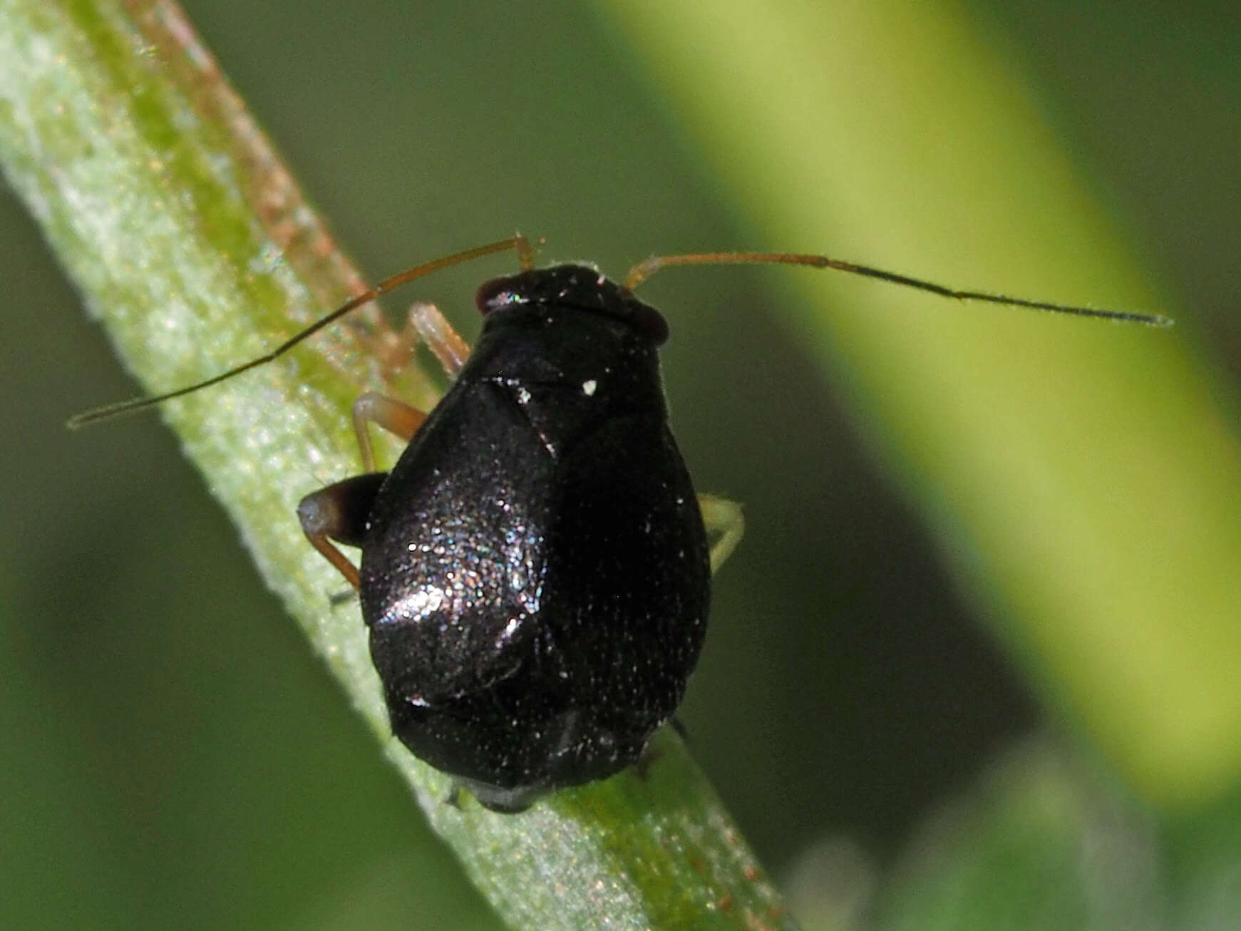 Image of Halticus apterus (Linnaeus 1758)