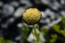 Plancia ëd Leptinella pyrethrifolia (Hook. fil.) D. G. Lloyd & C. J. Webb